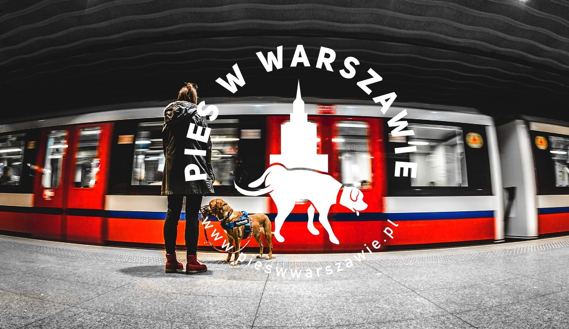 #blogdnia: Pies w Warszawie
