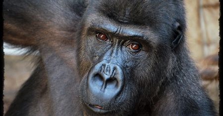 Warszawskie zoo świętuje ostatni weekend karnawału