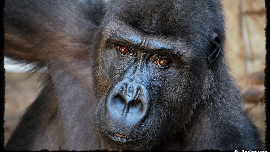 Viking - goryl nizinny zachodni