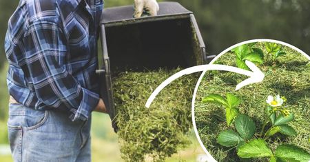Nigdy nie wyrzucaj świeżo skoszonej trawy. Zawiera zbyt wiele cennych składników