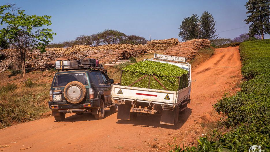 Przejeżdżające ciężarówki wypełnione po brzegi herbatą oznaczały, że do fabryki już niedaleko