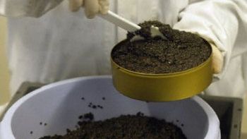 Kawior - drogi przysmak