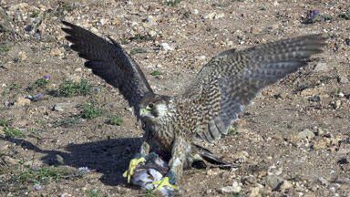 Jastrząb groźniejszy niż się wydaje