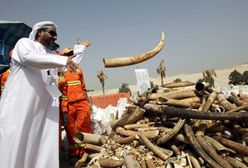 Zmielona kość słoniowa w Dubaju