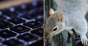 Wiewiórki ogromnym zagrożeniem. Hakerzy mogą się schować