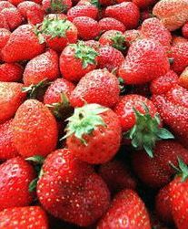 Burmistrz Sompolna zbiera truskawki w Norwegii