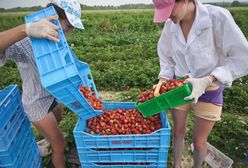 Dym z palących się wysypisk osadza się na owocach. Sanepid sprawdzi, czy ich spożycie może nam zaszkodzić