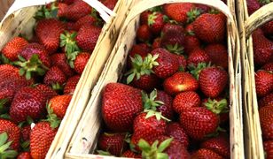Cena pierwszych truskawek w tym roku powala. Zapłacisz kilka razy więcej niż w sezonie