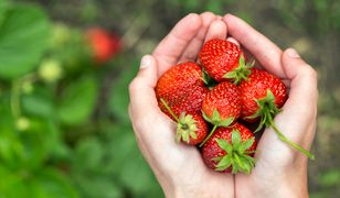 Sanepid potwierdza. Polskie truskawki są źródłem wirusa. W Polsce nie można ich kupić