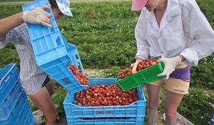 Dym z palących się wysypisk osadza się na owocach. Sanepid sprawdzi, czy ich spożycie może nam zaszkodzić