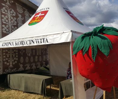 Susza zniszczyła uprawy. W podlaskim zagłębiu truskawkowym sezon już się zakończył