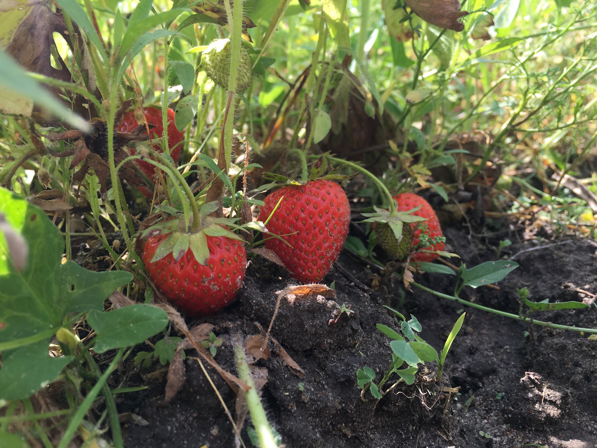 Truskawki uprawiane przez pana Bogumiła 