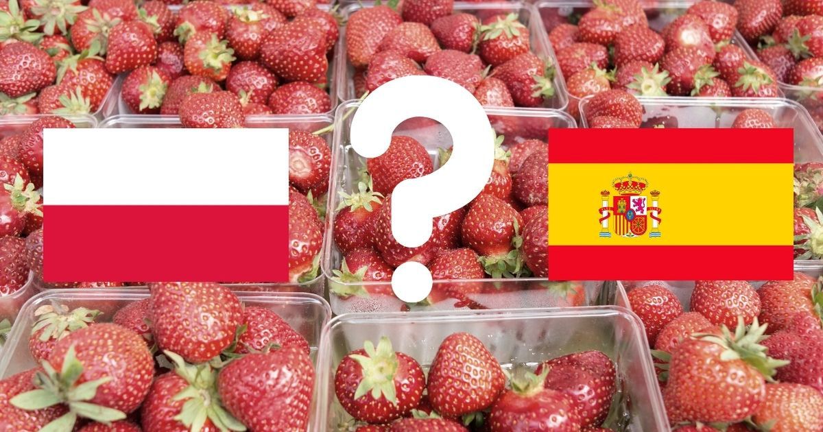 Jak rozpoznać polskie truskawki? Nie daj się oszukać producentom