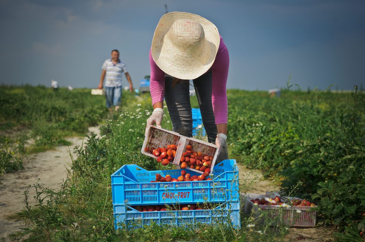 Brakuje rąk do pracy przy zbiorach truskawek, także przez przepisy. Sadownicy piszą do resortu rolnictwa