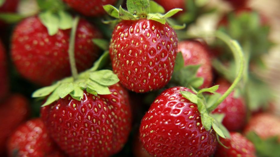 Plantatorzy truskawek nie mają w tym roku łatwego życia