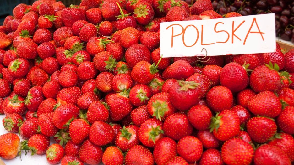 Prawie nikt nie chce zbierać polskich truskawek