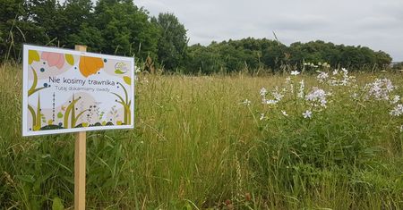 Wrocław zarasta trawą i krzakami. "Hodujemy kleszcze i komary"