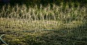 Zielona wyspa pośród suchych trawników. Zainwestuj w zraszacze