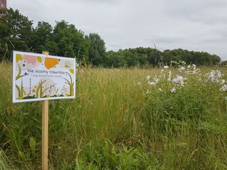 Wrocław zarasta trawą i krzakami. "Hodujemy kleszcze i komary"
