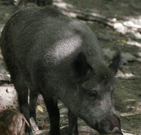 Zarzut dla myśliwego, który zastrzelił człowieka