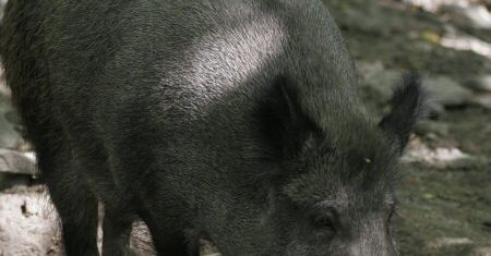 Zarzut dla myśliwego, który zastrzelił człowieka