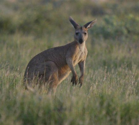 Złapano zaginionego w Tyrolu kangura