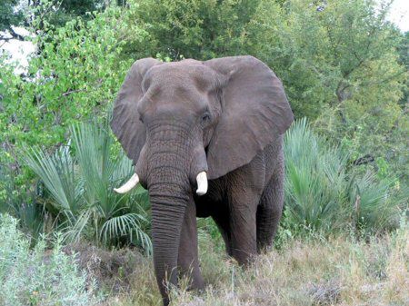 Słonie zaatakowały wioskę - zginęło pięć osób