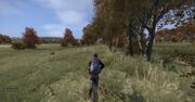 Co nowego na Czarnorusi? Twórcy opowiadają o nowościach w DayZ