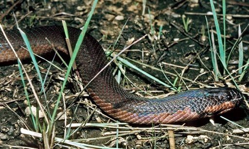 Odkryto gatunek węża zmieniającego kolor