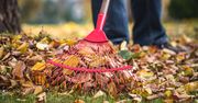 Zastanów się nim sięgniesz po grabie. Zalegające liście nie zawsze są złą rzeczą