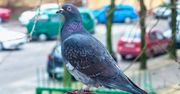 Gołębie będą omijać balkon. Wysyp jeden produkt a odlecą