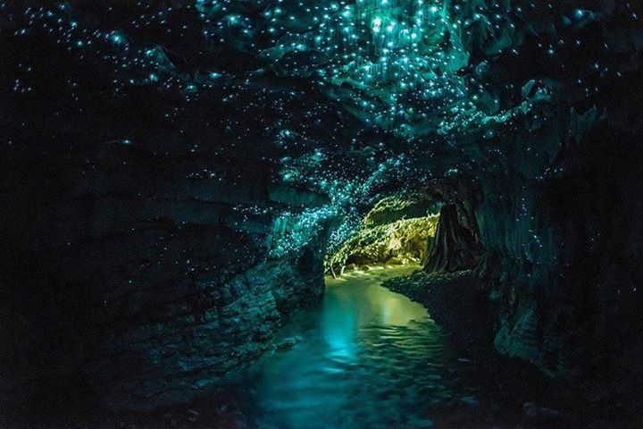 Waitomo Glowworm, Wyspa Północna, Nowa Zelandia