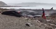 Morze wyrzuciło go na brzeg. Wyjątkowy okaz nie przeżył