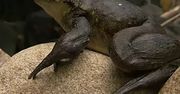 Żaby goliaty - te giganty przenoszą kamienie i budują własne stawy