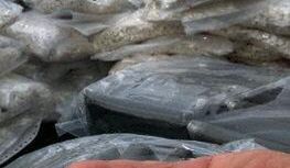 Ekstaza policyjnego psa