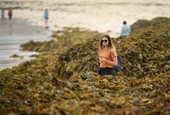 Plaża Coogee tonie w glonach. Turyści mają ciekawy plan zdjęciowy