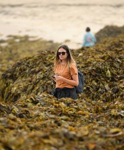 Plaża Coogee tonie w glonach. Turyści mają ciekawy plan zdjęciowy