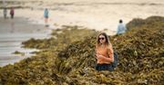 Plaża Coogee tonie w glonach. Turyści mają ciekawy plan zdjęciowy