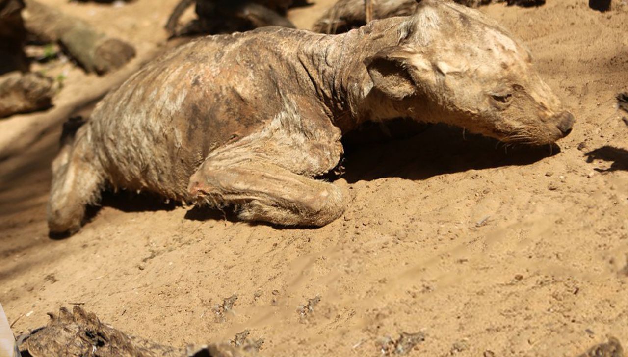 Najgorsze zoo świata. Takie sceny naprawdę pokazują dzieciom