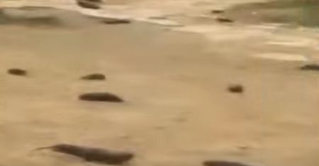 Iran. Z nieba spadły bakłażany. Aresztowano pięć osób