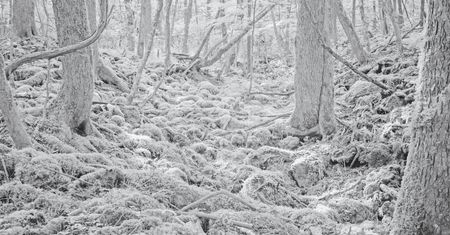 Tomasz Lazar opowiada o swojej podróży do japońskiego "lasu samobójców" - fotoblogia.pl