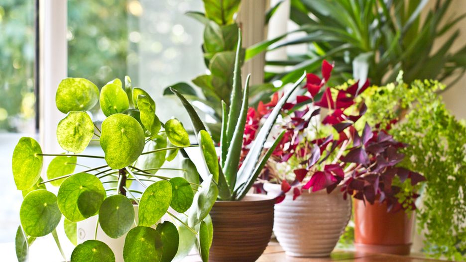 Pieniążek ma ponad 600 odmian, Anglicy nazywają go "chinese money plant"