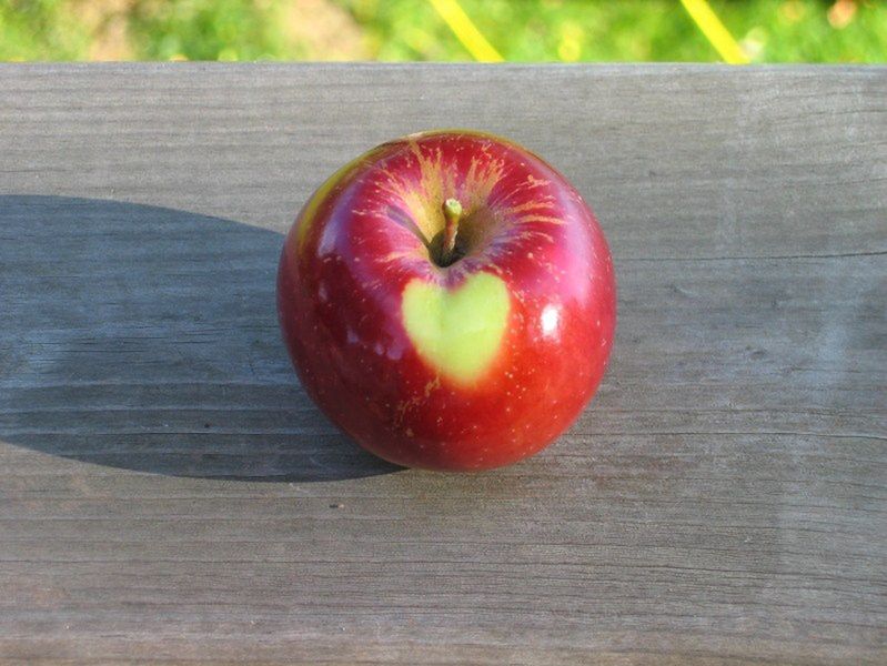 Jabłko z sercem 