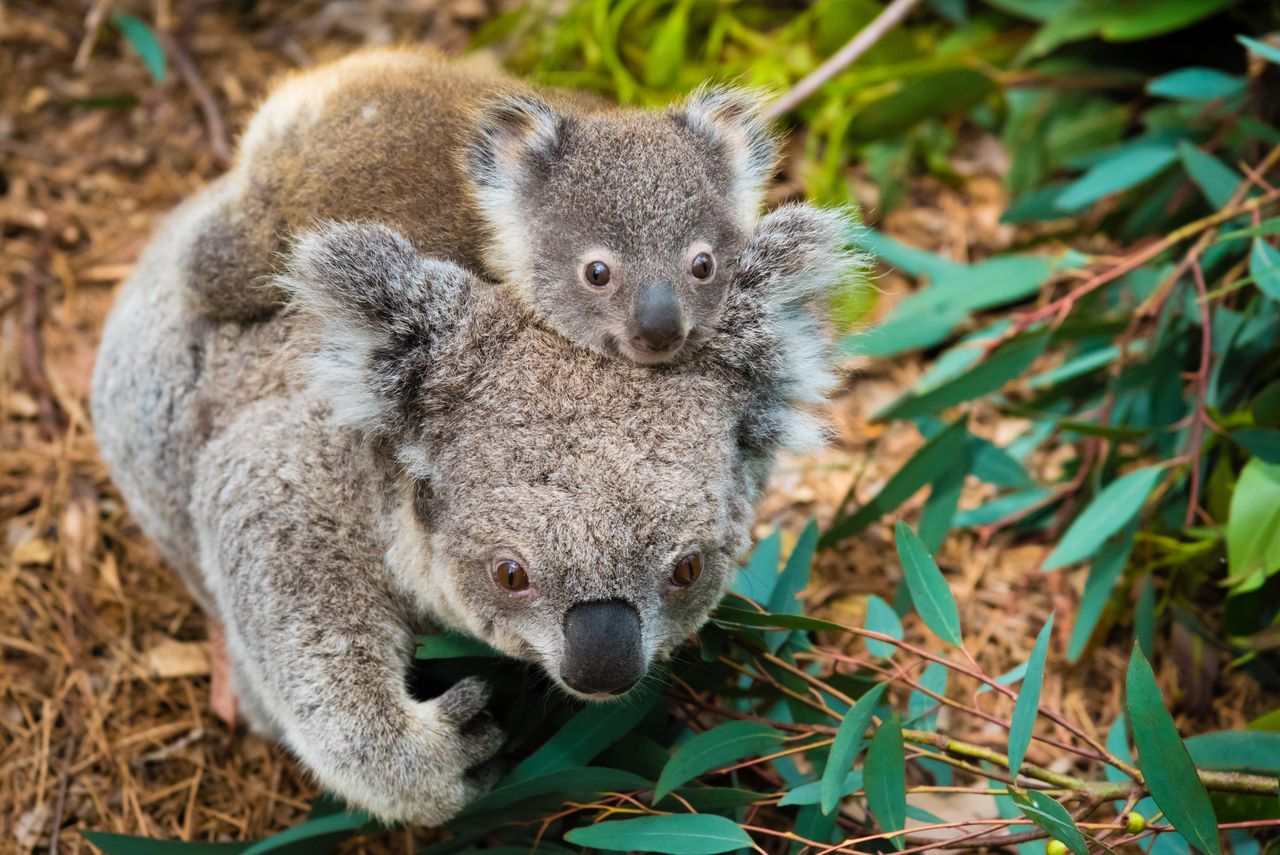 Misie Koala spłonęły wraz z lasem. Wielka tragedia w Australii