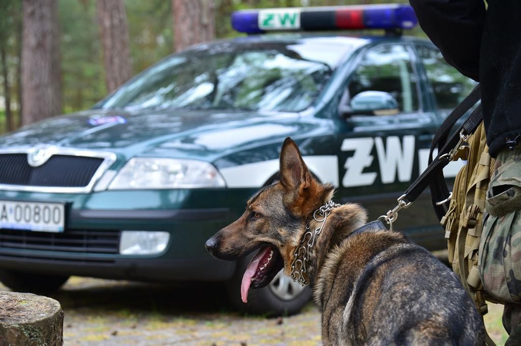 Pies służbowy Gabazo 