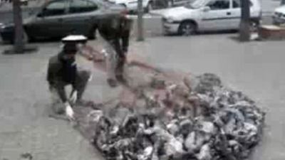 Tak się łapie gołębie siatką z katapulty [wideo] 1