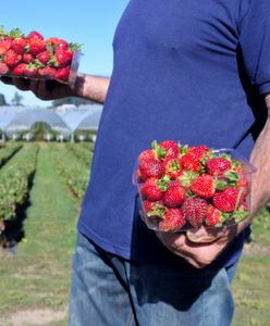 Truskawki z Polski? Rolnicy ostrzegają: to podróby