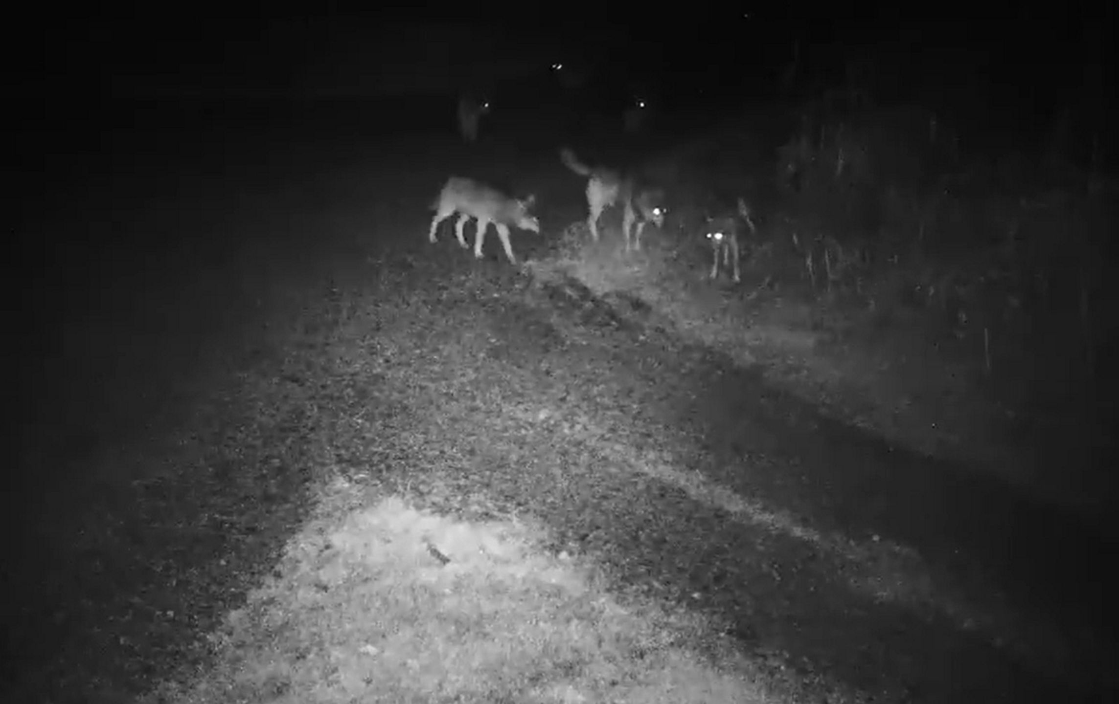 Nagrała je fotopułapka. Leśnicy pokazali nagranie ze Śląska