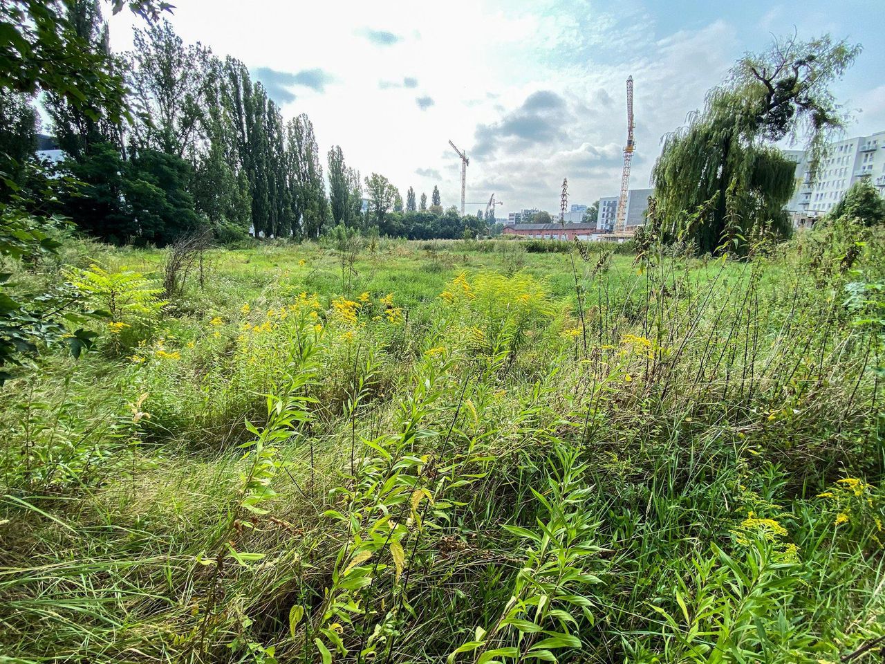 Wrocław. Jak będzie wyglądał Park Krzycki? Jest drugi przetarg