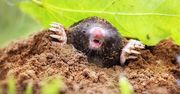 Krety wyskoczą z ogrodu jeden po drugim. Wystarczy posadzić